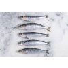 sardines
