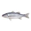 seabass 02[1]